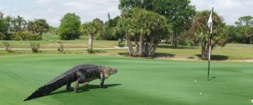 r-GOLF-COURSE-GATOR-large570.jpg